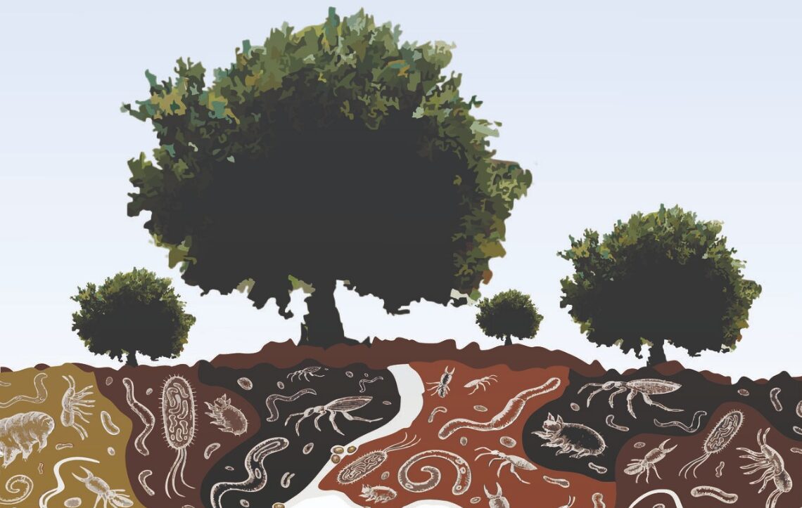 La biodiversité et la santé des sols des oliveraies méditerranéennes sont au rendez-vous à Meknès du 23 au 27 mars 2026.